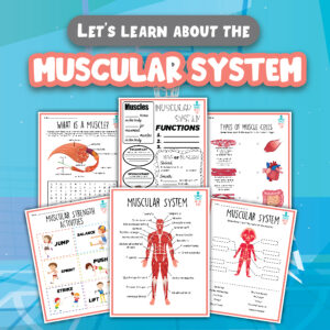 Let's learn about the muscular system