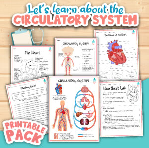 Learn about the circulatory system