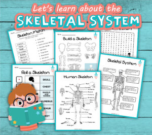 Let's Learn about the Skeletal System